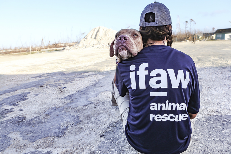 IFAW rescue worker helping a dog during emergency response