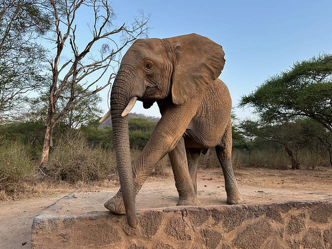 Maktao the elephant in his natural habitat
