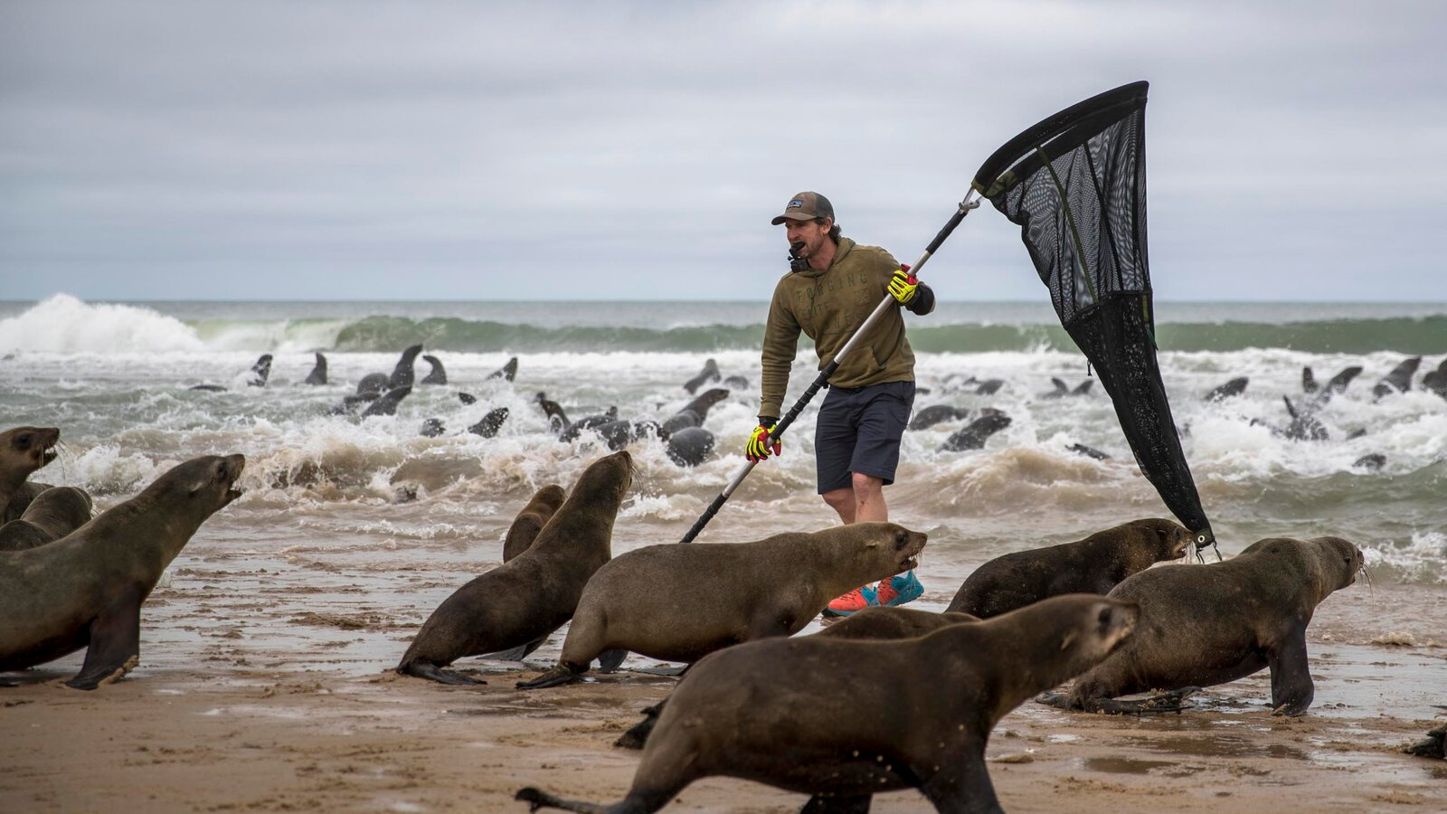 IFAW conservation worker cleaning plastic debris from beach to protect seal colony