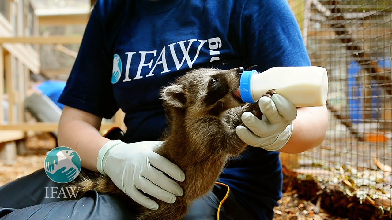 IFAW rescue worker bottle-feeding a young raccoon during rehabilitation